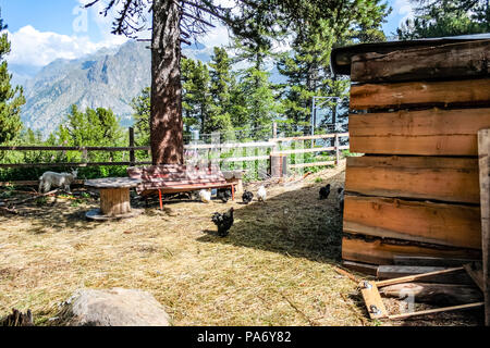 Schöne Aussicht auf die Wälder, Wasserfälle, Flüsse, Chalets und Tiere im Gressoney Tal im Aosta Tal, Norditalien. Stockfoto