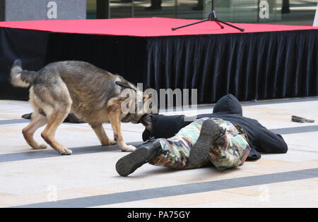 Tokio, Japan. 20. Juli 2018. Ein polizeihund Angriffe ein bewaffneter Bandit während eines Anti- Terrorismus übung auf der Tokyo Midtown Büro- und Einkaufskomplex in Tokio, am Freitag, 20. Juli 2018. Büro, Geschäft Angestellte und Polizisten nahmen die Bohrer vor der 2020 Olympischen Spielen in Tokio. Credit: Yoshio Tsunoda/LBA/Alamy leben Nachrichten Stockfoto