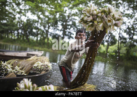 Dhaka, Bangladesch. 21. Juli 2018. Bangladeshi Menschen Ernte Seerose im Markt in der Nähe von Dhaka zu verkaufen. Credit: Zakir Hossain Chowdhury/ZUMA Draht/Alamy leben Nachrichten Stockfoto