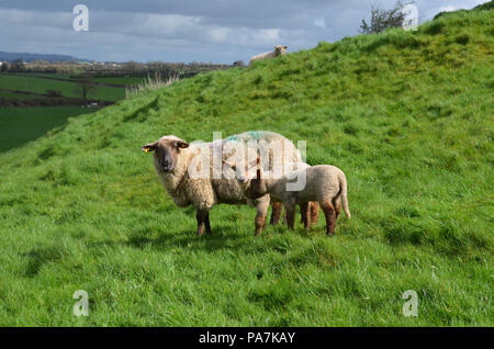 Baby Sheep nach ihrer Mutter in einer Wiese Stockfoto