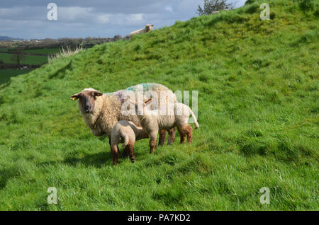 Baby Sheep von ihrer Mutter gefüttert zu werden Stockfoto