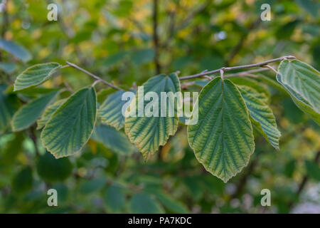 Magic Mutter Pflanze Hamamelis Hamamelidaceae Hybrid Close Up Stockfoto