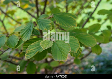 Magic Mutter Pflanze Hamamelis Hamamelidaceae Hybrid Close Up Stockfoto