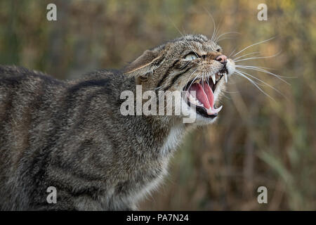 Eine sehr enge, ausführliches Porträt eines Schottischen Wildkatze knurrende und zeigt seine Zähne nach rechts gerichteter Stockfoto