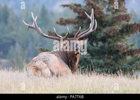 Eine majestätische Big bull Festlegung heraus aufrufen Stockfoto