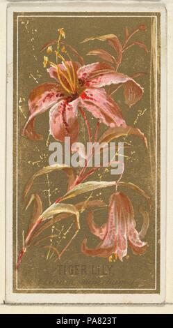 Tiger Lily (Lilium 'Lilac), von den Blumen Serie für Alte Richter Zigaretten. Maße: Blatt: 2 3/4 x 1 1/2 in. (7 x 3,8 cm). Drucker: George S. Harris & Söhne (Amerikanische, Philadelphia). Herausgeber: von Goodwin & Unternehmen ausgestellt. Datum: 1890. Die 'Blumen' Serie von Trading Cards (N 164) wurde von Goodwin & Company im Jahre 1890 ausgestellten alten Richter Zigaretten zu fördern. Das Metropolitan Museum der Kunst besitzt alle 50 Karten in der Reihe. Museum: Metropolitan Museum of Art, New York, USA. Stockfoto