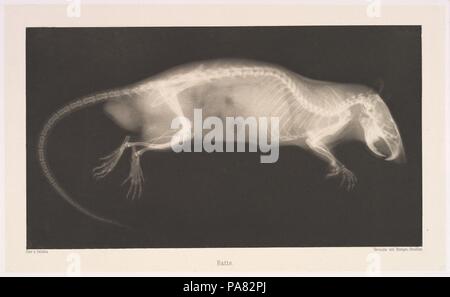 Ratte. Artist: Josef Maria Eder (Österreichische, Krems an der Donau, 1855-1944 Kitzbühel); Eduard Valenta (Österreichische, 1857-1937). Abmessungen: Bild: 5 7/16 x 9 3/4 in. (13,8 × 24,8 cm) Platte: 6 9/16 x 10 7/8 in. (16,6 × 27,6 cm) Blatt: 13 7/8 x 19 5/8 in. (35,3 × 49,9 cm). Datum: 1896. Eder war der Direktor eines Instituts für grafische Prozesse und der Autor der frühen Geschichte der Fotografie. Mit dem photochemist Valenta, er ein Portfolio im Januar 1896 produziert, weniger als einen Monat nach Wilhelm Conrad Röntgen veröffentlicht seine Entdeckung der X-Strahlen. Eder und Valenta Volumen, von dem diese Platte deri Stockfoto