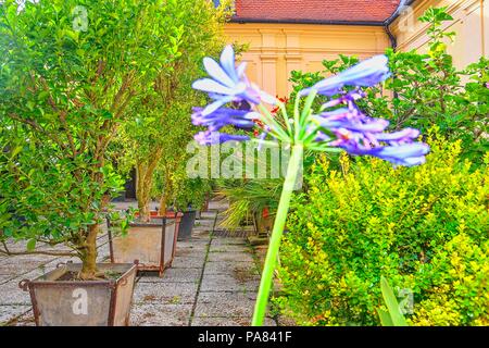 Kleiner Garten in städtischen historischen Innenhof. Garten Stil. Stockfoto