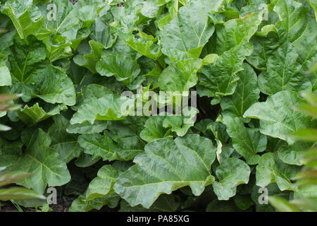 Ein Garten mit grossen, gesunde, organische, homegrown, grünen Rhabarber. Stockfoto