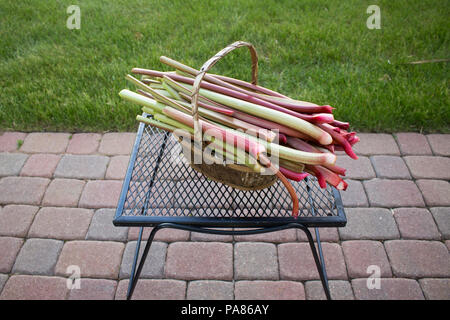 Ein Korb voller Reife, deicious, homegrown Rhabarber in einem Korb auf einem Gitter Tabelle auf einem Straßenfertigern Laufsteg Stockfoto
