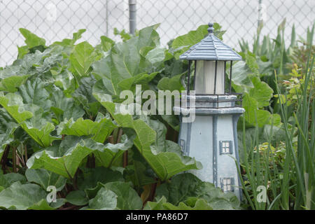 Ein Garten der Große, gesunde, organische, homegrown, grünen Rhabarber neben einem Leuchtturm. Stockfoto