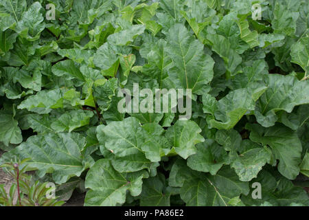 Große, gesunde, organische, homegrown, grünen Rhabarber im Garten. Stockfoto