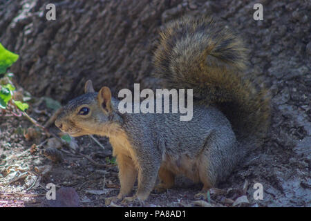 Ein Eichhörnchen auf Wache an der Unterseite eines Baums. Stockfoto