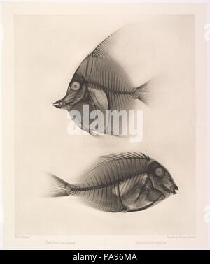 Zanclus Dais/Acanthurus nigros. Artist: Josef Maria Eder (Österreichische, Krems an der Donau, 1855-1944 Kitzbühel); Eduard Valenta (Österreichische, 1857-1937). Abmessungen: Bild: 9 1/2 x 7 13/16 in. (24,2 × 19,8 cm) Platte: 10 9/16 x 8 13/16-in. (26,8 × 22,4 cm) Blatt: 19 3/4 × 13 15/16 in. (50,2 × 35,4 cm). Datum: 1896. Eder war der Direktor eines Instituts für grafische Prozesse und der Autor der frühen Geschichte der Fotografie. Mit dem photochemist Valenta, er ein Portfolio im Januar 1896 produziert, weniger als einen Monat nach Wilhelm Conrad Röntgen veröffentlicht seine Entdeckung der X-Strahlen. Eder und Valenta Stockfoto