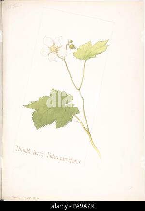 Fingerhut - berry, Rubus parviflorus. Artist: Margaret Neilson Armstrong (American, New York 1867-1944 New York). Maße: Blatt: 13 11/16 x 9 15/16 in. (34,8 x 25,2 cm). Datum: Juni 24, 1912. Museum: Metropolitan Museum of Art, New York, USA. Stockfoto