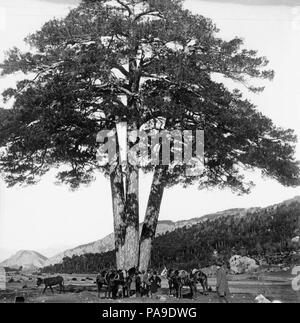 198 Pi de les Tres Branques 1905 Stockfoto