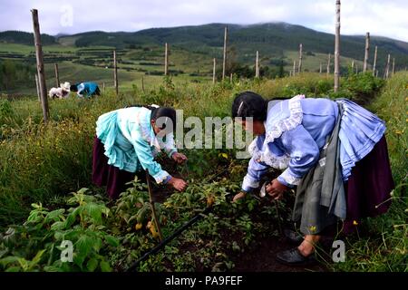 Himbeere Plantage in GRANJA PORCON-Evangelikalen Genossenschaft. Abteilung von Cajamarca PERU Stockfoto