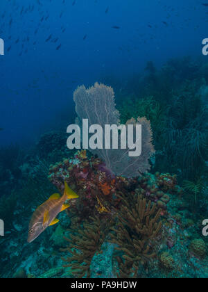 Gorgonia flabellum Venezuela - Los Roques Stockfoto