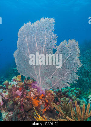 Gorgonia flabellum Venezuela - Los Roques Stockfoto