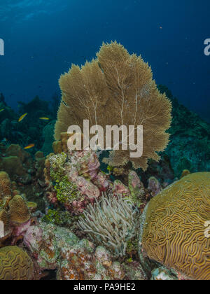 Gorgonia flabellum Venezuela - Los Roques Stockfoto