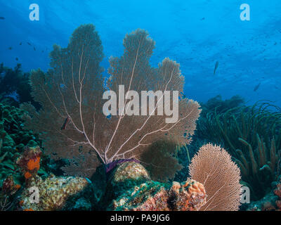 Gorgonia flabellum Venezuela - Los Roques Stockfoto