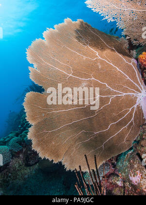 Gorgonia flabellum Venezuela - Los Roques Stockfoto