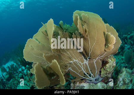 Gorgonia flabellum Venezuela - Los Roques Stockfoto