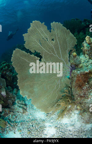 Gorgonia flabellum Venezuela - Los Roques Stockfoto