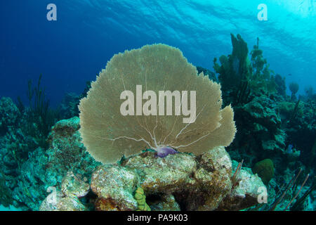 Gorgonia flabellum Venezuela - Los Roques Stockfoto