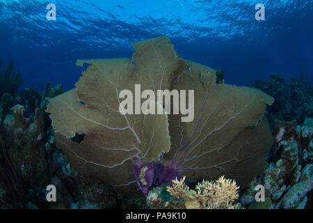 Gorgonia flabellum Venezuela - Los Roques Stockfoto