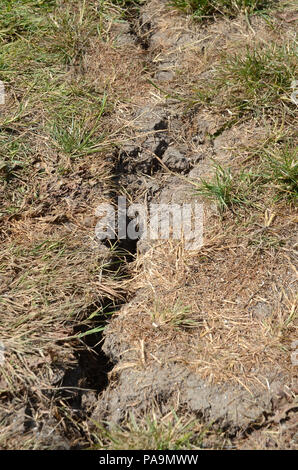 Die Masse in ein Fußballfeld aufgrund von Trockenheit und kein Regen in 3 Monaten geknackt., auch verdorrten Gras gesehen werden kann. Die Tiefe dieser Riss ist rund um Stockfoto