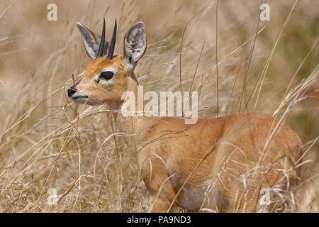 Steinböckchen (Raphicerus campestris), männlichen Erwachsenen stehen in hoher trockenes Gras, Alert, Krüger Nationalpark, Südafrika, Afrika Stockfoto