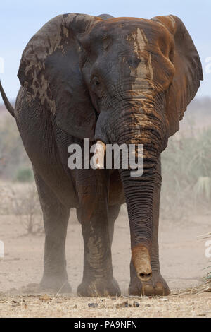 Nasse afrikanischen Busch Elefant (Loxodonta africana), erwachsene Elefantenbullen mit einem Tusk am Wasserloch, Krüger Nationalpark, Südafrika, Afrika Stockfoto