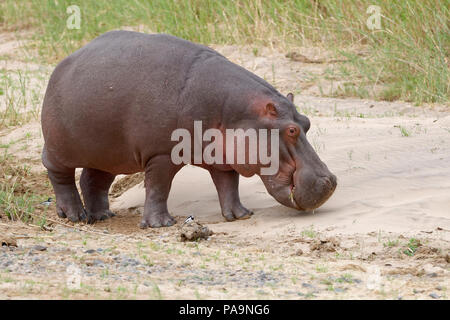 Flusspferd (Hippopotamus amphibius), die aus Wasser in das Flussbett Olifants, Nahrungssuche, Krüger Nationalpark, Südafrika, Afrika Stockfoto