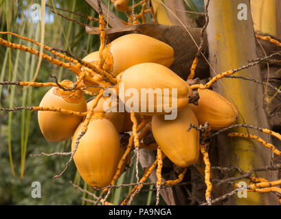 Kokosnüsse hängen in einem Baum Stockfoto