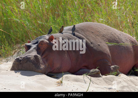 Flusspferd (Hippopotamus amphibius) schlafend auf dem Ufer des Olifants River mit Red-billed oxpeckers, Krüger Nationalpark, Südafrika Stockfoto