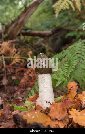 Gemeinsame Exemplar des Gemeinen Stinkmorchels, Phallus impudicus, wachsen in Leaf-Wurf, Anfang Herbst in einem Berkshire Wälder. Stockfoto