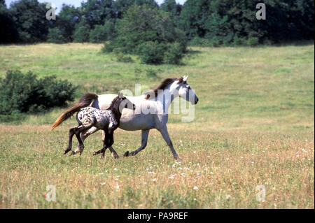 Appaloosa - Stute und Fohlen (Equus caballus) Jument et poulain - Kurs Stockfoto