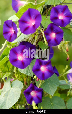 Lila morning glory. Ipomoea purpurea. Stockfoto