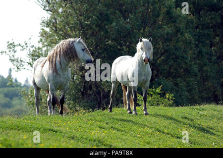 PRE (reine Rasse Espagnole) - Spanische Rasse Stockfoto