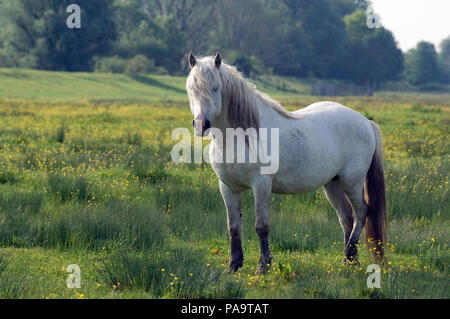 PRE (reine Rasse Espagnole) - Spanische Rasse Stockfoto