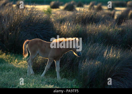 Wilde Pferde der Camargue (Equus caballus) - Fohlen - Südfrankreich Cheval Camargue Stockfoto