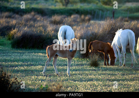 Wilde Pferde der Camargue (Equus caballus) - Fohlen - Südfrankreich Cheval Camargue Stockfoto