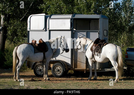 Pferde der Camargue (Equus caballus), Südfrankreich. Stockfoto