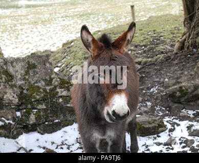 Gruppe der befreundeten Esel im Westen Irlands Stockfoto