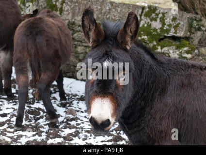 Gruppe der befreundeten Esel im Westen Irlands Stockfoto