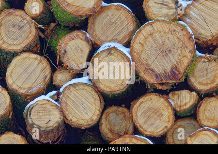 Profile eines Baumstämme im Winter. Siek, Deutschland Stockfoto