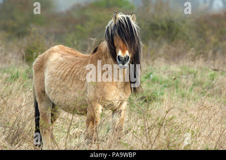 Henson Pferd (Equus caballus) - Bucht der Somme - Frankreich Stockfoto