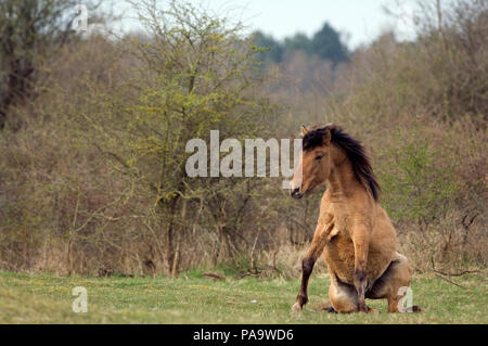 Henson Pferd (Equus caballus) - Bucht der Somme - Frankreich Stockfoto