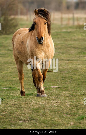 Henson Pferd (Equus caballus) - Bucht der Somme - Frankreich Stockfoto